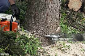 How Our Tree Care Process Works  in  Streator, IL