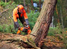 Professional Tree Services in Streator, IL