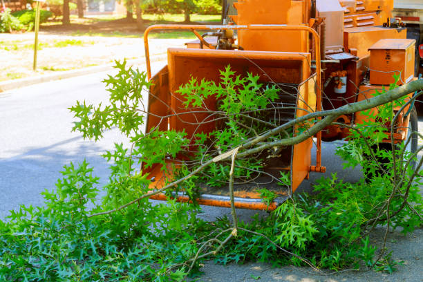 Best Lawn Drainage Solutions  in Streator, IL