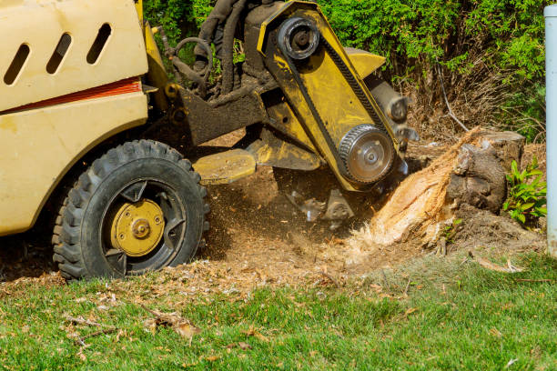 Best Emergency Tree Removal  in Streator, IL