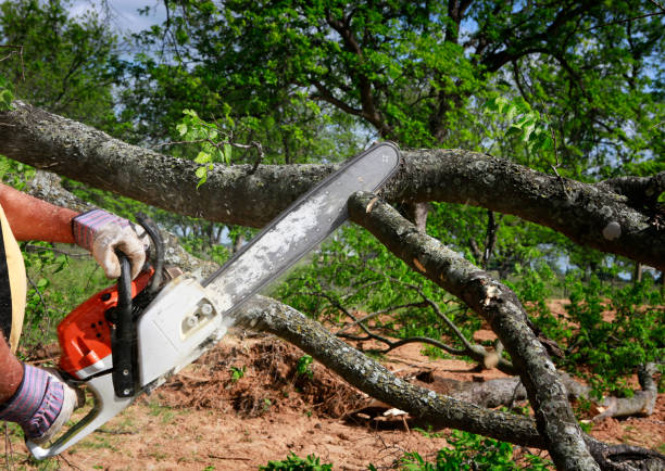  Streator, IL Tree Services Pros